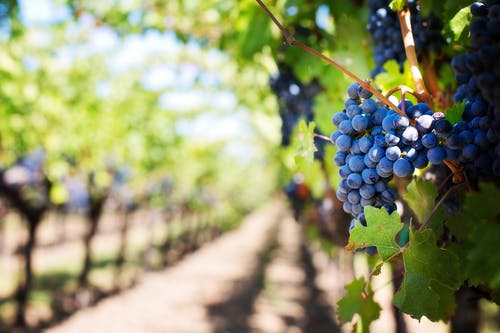 Cession de titres de société détenant des propriétés viticoles : le nouveau portail SAFER est disponible !